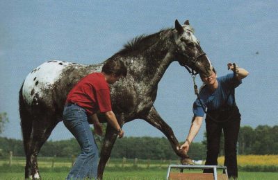 doma en libertad: subir un escalón