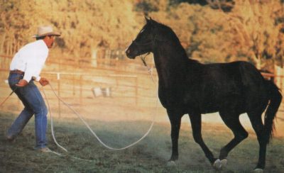 doma en libertad: Pat Parelli