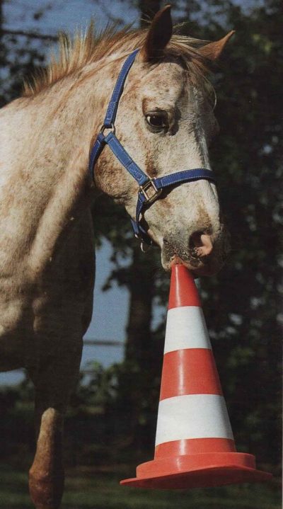 doma en libertad: traer objetos