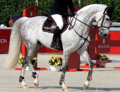 poner al caballo redondo