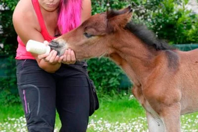potrillo recién nacido