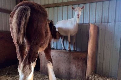 potrillo recién nacido