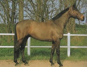 raza de caballo KWPN