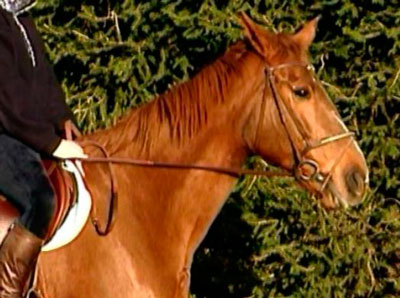 Caballo con la nuca abierta