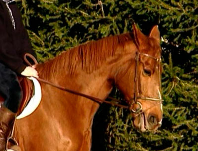 Caballo con la nuca cedida