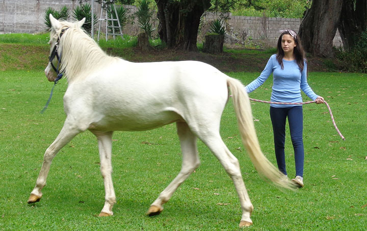 amansar mi propio caballo liderazgo