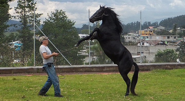 domar mi propio caballo