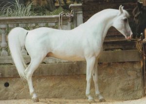 pura raza árabe