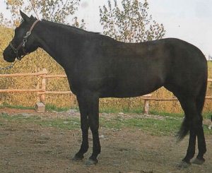 raza cuarto de milla