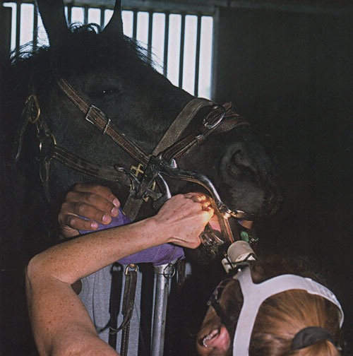 limado dental equino