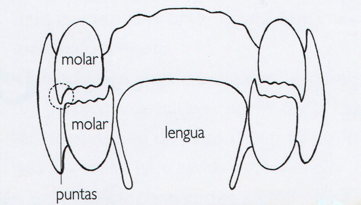 puntas en los dientes de un equino