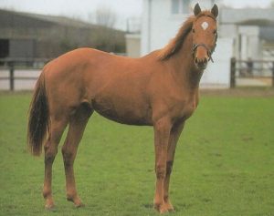 raza pura sangre inglés