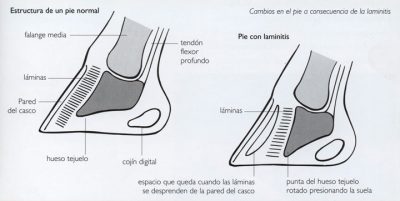 laminitis o infosura casco sano y con infosura