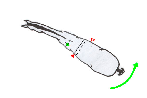 giro sobre el tercio anterior