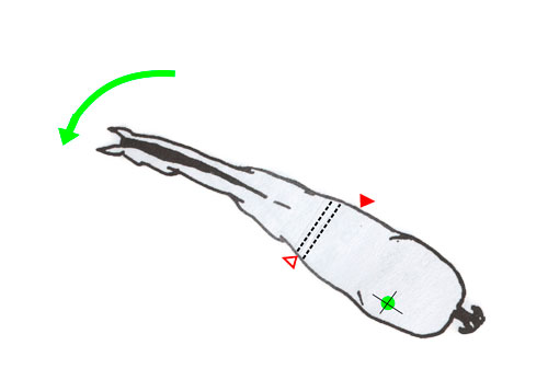 pirueta y media pirueta al paso