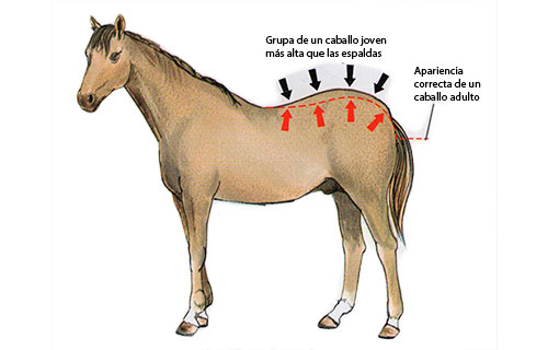 Desarrollo de potro de 2 años
