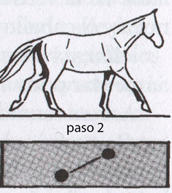 segundo tiempo de galope