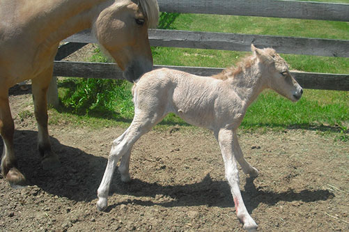 Potrillo recién nacido