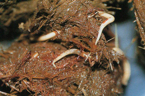 Desparasitar caballos: muestra de heces