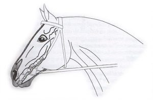 Filete para caballos