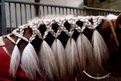 Arcaico apelación omitir Trenzado de crines: Cómo hacer peinados en la crin de tu caballo
