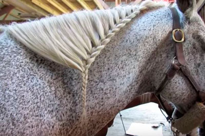 47 ideas de Como peinar a un caballo  peinados para caballos razas de  caballos fotos de caballos