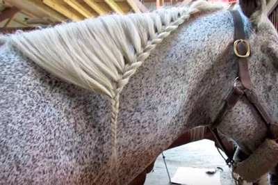Arcaico apelación omitir Trenzado de crines: Cómo hacer peinados en la crin de tu caballo