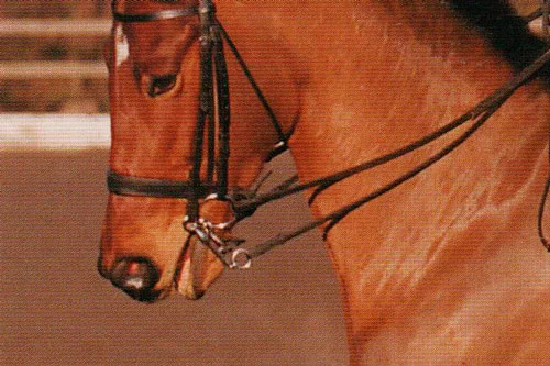 Bocados para caballos en acción