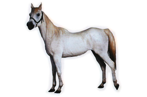 Dorso del caballo hundido