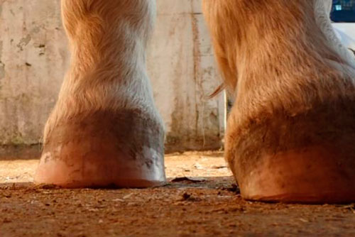 barefoot en caballos