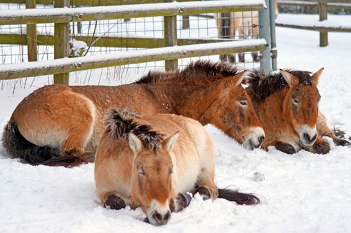 ¿Cómo duermen los caballos? ¿Es cierto que Duermen de pie?