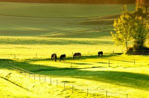 paddocks para caballos