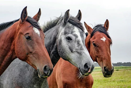 razas de caballos