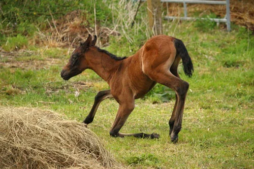 potrillo recién nacido