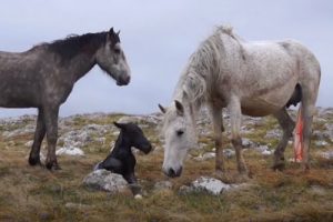 Cómo se aparean los caballos