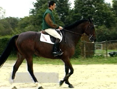 Equilibrio del caballo