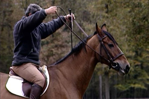 salto ecuestre preparación