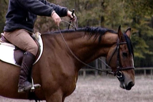 salto ecuestre preparación