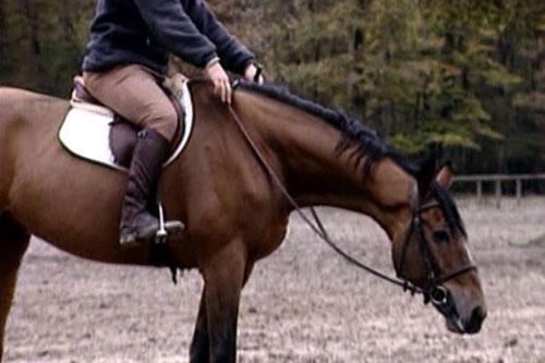 salto ecuestre preparación