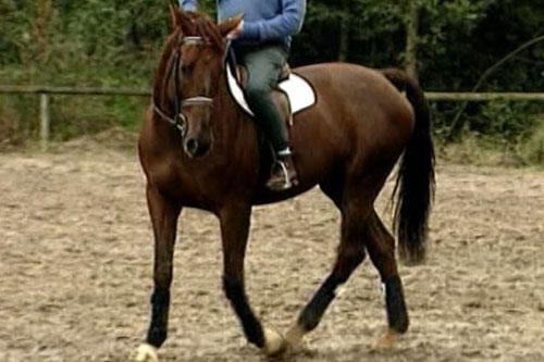 Musculación del caballo